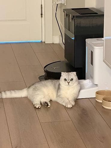 ящик сатылат: Продается котик 1 год Привитый, Проглистованный, Кастрированный — 2