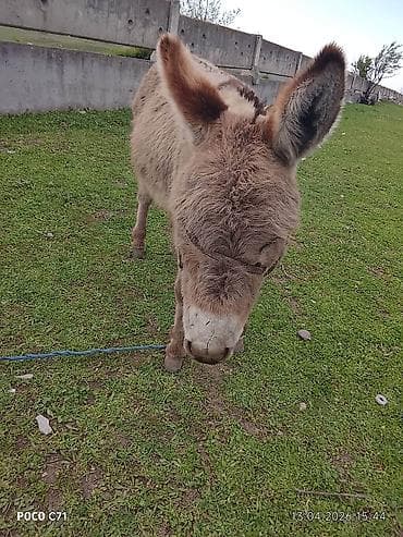 ат бишкек: Осёл (домашний), серо-бурый, пушистый, компактного роста. Основные — 2