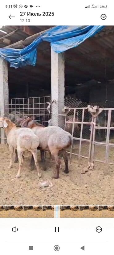 дома для кошек: Продаю | Баран (самец) — 5