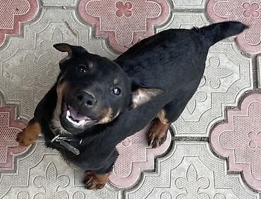 Ветеринар кызматы: Ягдтерьер, 5 айлык, Ургаачы, Эмделген — 1