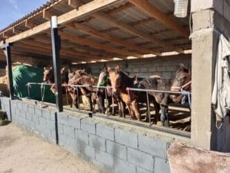 сколько стоит английский бульдог: Продаю | Жеребенок | Кара Жорго | Для разведения | Племенные — 3