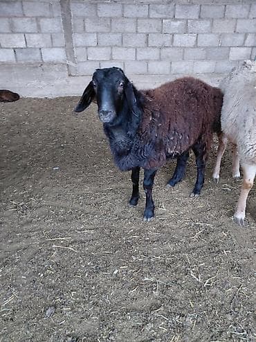 тайга алмашам: Сатам | Ургаачы кой (ургаачы) | Көбөйтүү үчүн — 4