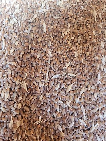 пш метр: Продаю пшеницу. Село Беловодское. Телефон О 77I 4ОО 27I звоните по — 2