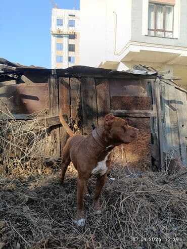 питбуль собака цена: Питбуль, 10 месяцев, Самец, С прививкой — 5