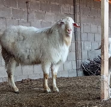 козу: Продаю | Коза (самка) | Для молока | Племенные — 7