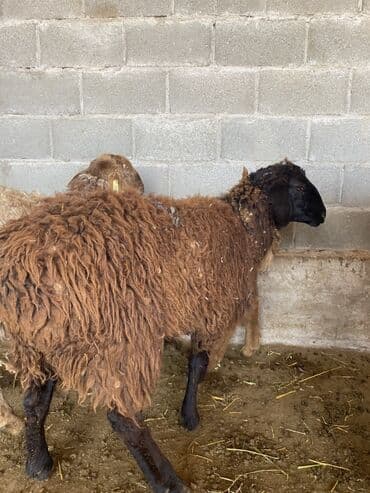 отдам в добрые руки собаку: Продаю | Баран (самец), Овца (самка), Ягненок | Долан, Меринос, Полукровка | Для разведения, Для шерсти, На забой | Кастрированные, Котные, Матка — 5