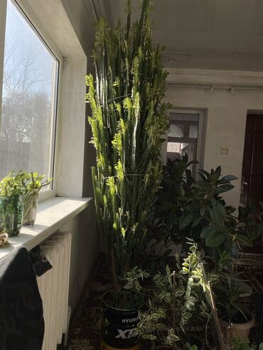 кактус игрушка повторюшка бишкек: 🚨 Срочносрочно продается в связи переездом .Молочай,кактус, растение — 2