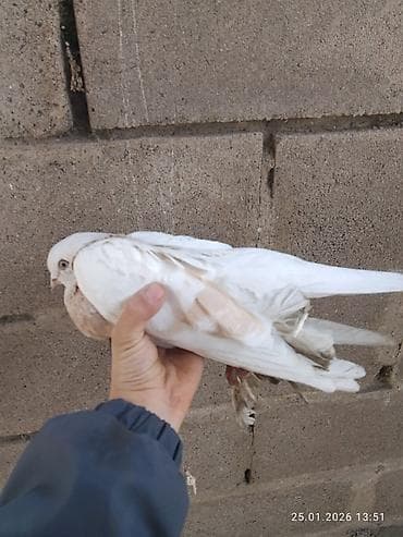 бойные голуби продажа: Голубь декоративный, окрас светло-серый с кофейно‑рыжими пятнами на — 10