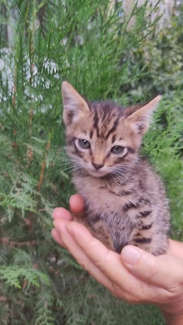 маленькие кошки: Кошка даром: Беспородная, Мальчик, Приучена к лотку — 3
