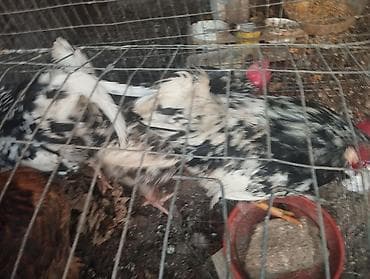 где можно купить индюков: Продаю петухов — 5