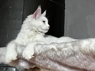 black cat: Мейн-кун, 1 месяц, Мальчик, Белый, Приучена к лотку, Проглистована, С документами — 4