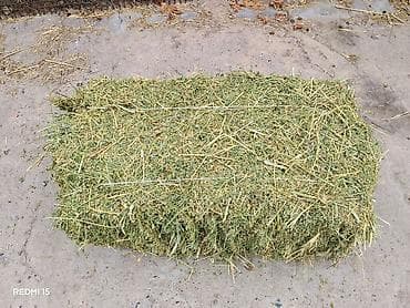 продаю кошара: Сено/люцерна в тюках. Тюки плотные Арестовал для себя — 1