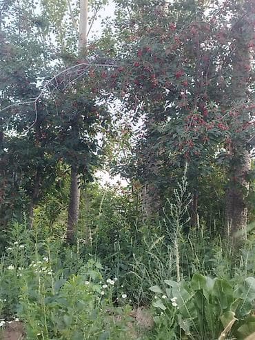 Недвижимость: 🔥 Срочная продажа дома на Иссык-Куле! 🔥 Продается уютный и надежный — 8