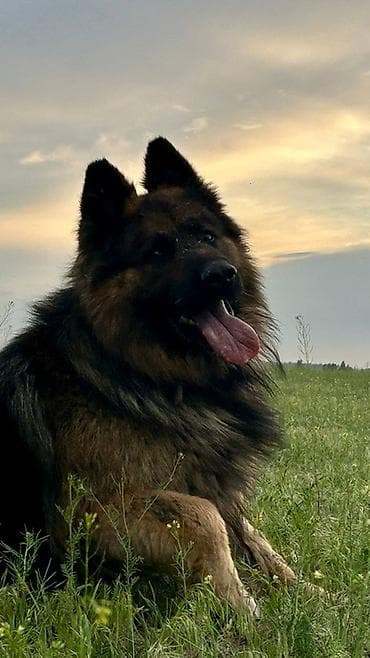 собаки немецкая овчарка: Вязка: Немецкая овчарка, Самец, 5 лет, С прививкой, С родословной — 1