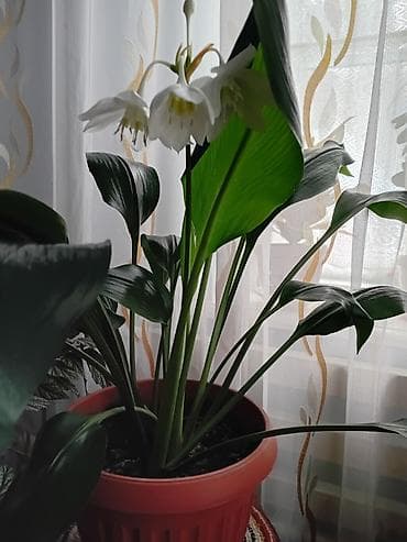 Бөлмө өсүмдүктөрү: Продаю комнатные цветы — 1