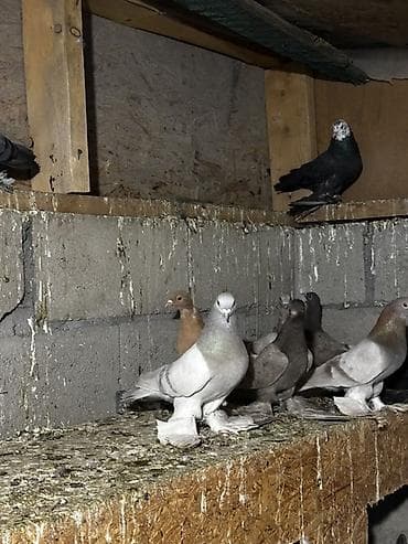 сколько стоят попугаи волнистые: Породистые декоративные голуби с оперёнными лапами (космачи) — 3