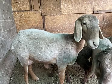 матка с ягненкам: Продаю | Овца (самка) | Арашан | На забой, Для разведения | Племенные, Матка, Ягнившаяся — 5