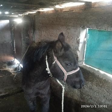 сколько стоит жеребенок в кыргызстане: Продаю | Жеребенок | Для разведения — 1