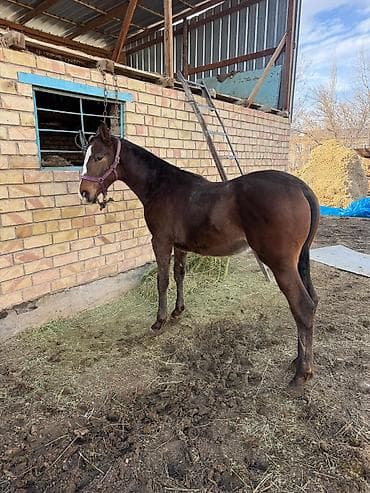 машка собака: Продаю | Жеребенок | Конный спорт — 6