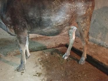 купить щегла: Продаю | Корова (самка) | Швицкая | Для разведения | Стельные — 10