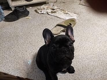 продам друга: Бульдог, 3 месяца, Самец, С прививкой — 9