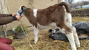 симентал бука: Продаю | Музоо, торпок | На откорм | Искусственник — 1