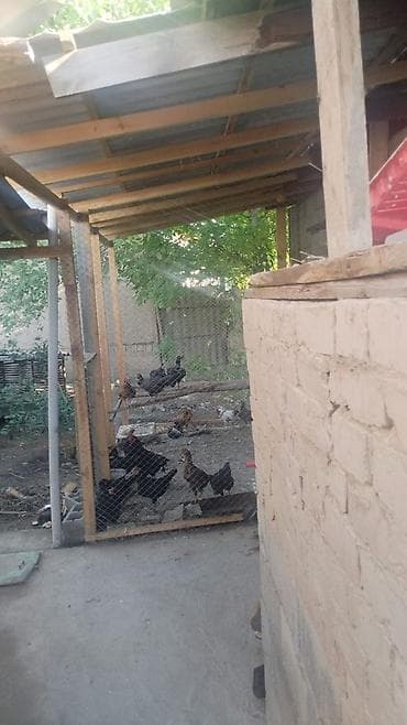 Недвижимость: Продаётся частное домовладение с большим благоустроенным двором — 10
