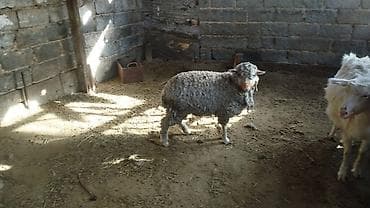 куплю шерсть барана: Продаю | Овца (самка) | Для разведения | Племенные — 1