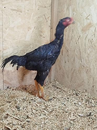 продажа собак бишкек: Дакан жожо короз сатылат активный тамагы кырылдап жатат алмашу жолдору — 3