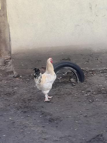 орпингтон куры: Продаю | Куры, Петух | Брама | Для разведения — 4