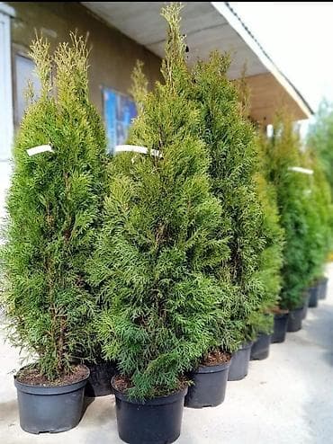 саженцы огурцов: Саженцы деревьев: Туи, Самовывоз — 6