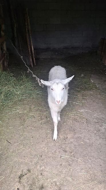 Продаю | Коза (самка) | Для разведения