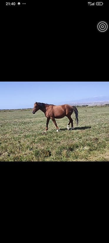 козу сатам: Сатам | Байтал | Аргын, Дончак | Көбөйтүү үчүн, Ат спорту | Асыл тукумдуу, Жасалма жол менен боозутуу — 1