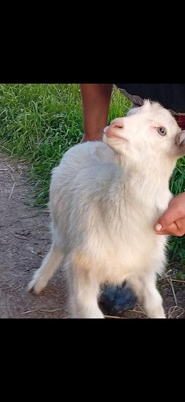 Продаю | Козлёнок | Для разведения
