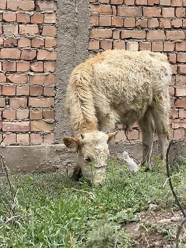 сена тук: Продаю | Музоо, торпок | Полукровка | На откорм — 6