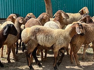 кошка манас: Продаю | Ягненок, Баран (самец) | Полукровка, Арашан | На забой, Для разведения | Племенные — 10