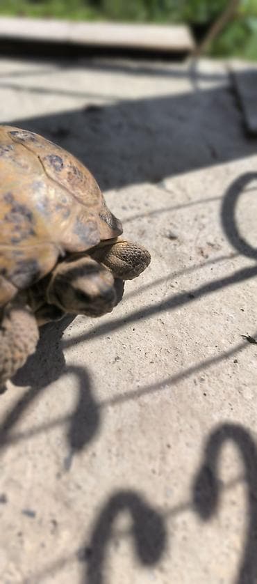 клевер: Среднеазиатская сухопутная черепаха (Testudo horsfieldii). Описание — 4