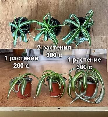 бонн: Хлорофитум «Бонни» и Драцена Лемон Лайм Хлорофитум «Бонни» Цены: - — 2