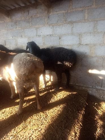 Ветеринар кызматы: Сатам | Кочкор (эркек) | Эдильбай, Арашан | Көбөйтүү үчүн — 4