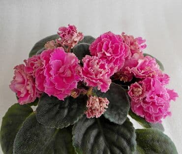 цветы ирис: 🌱🌺🌱 Продаю сортовые ДЕТКИ стандартных фиалок🌱🌺🌱. Цены от 80-150 сом — 8