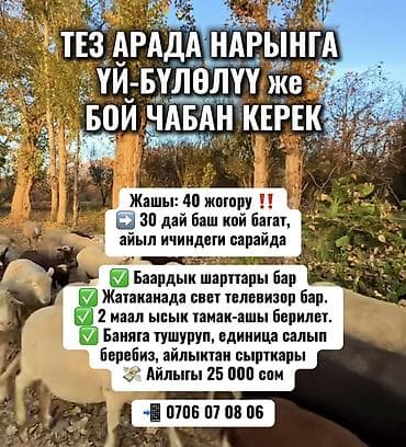 Требуется Пастух, Оплата: Ежемесячно, Питание