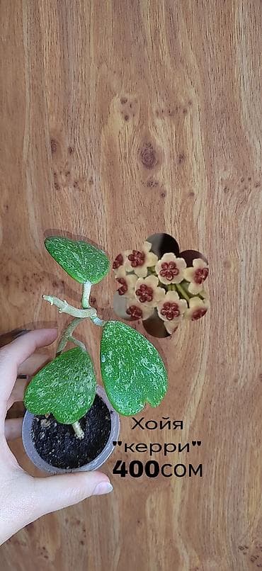 времени: Комнатные растения — саженцы и черенки. 1) Живое дерево (лечебное) — — 5