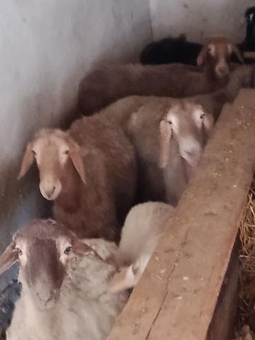 Үй жаныбарлары: Сатам | Ургаачы кой (ургаачы) | Көбөйтүү үчүн | Ургаачы — 1