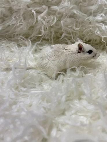 песчанки: Продаются РУЧНЫЕ песчанки. От них НЕТ ЗАПАХА, как от хомячков и крыс — 2