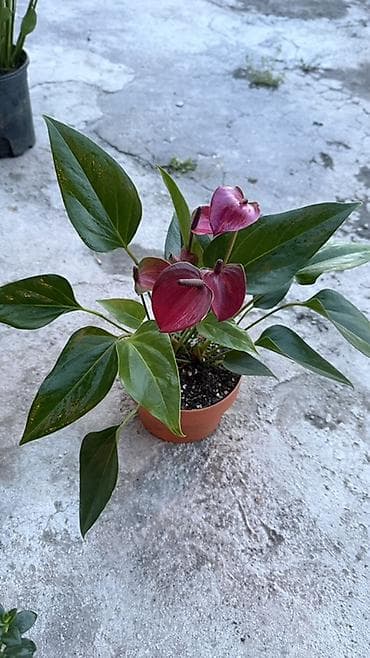 арма цветок: Антуриум (Anthurium) в горшке — эффектное комнатное растение с яркими — 6