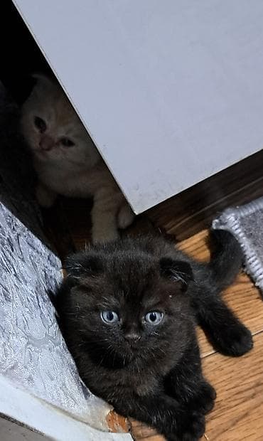 Шотландские котята (вислоухие) - Порода: шотландская вислоухая — 1