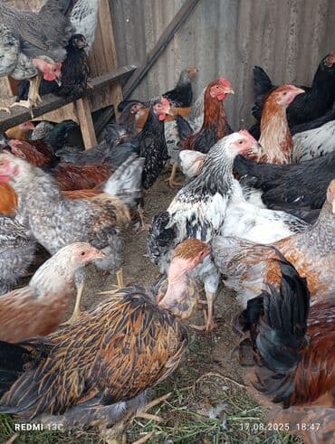 чип для животных: Тоок  — 2