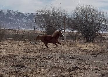 уй ети: Продаю | Жеребенок | Рабочий — 4