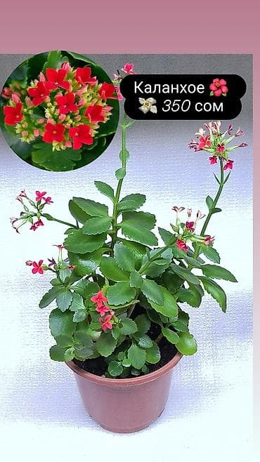 Продаю комнатные растения, цветы . Пассифлора кализия розовая пантера