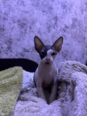 мышык парода: 🐾 Ищем самые заботливые и любящие семьи для наших котят 🐾 В продаже — 8
